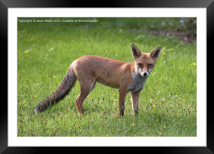 Red Fox Framed Mounted Print by Kevin White