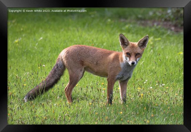 Red Fox Framed Print by Kevin White