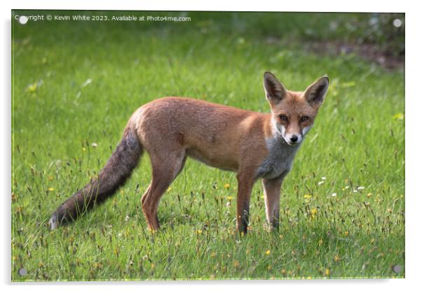 Red Fox Acrylic by Kevin White