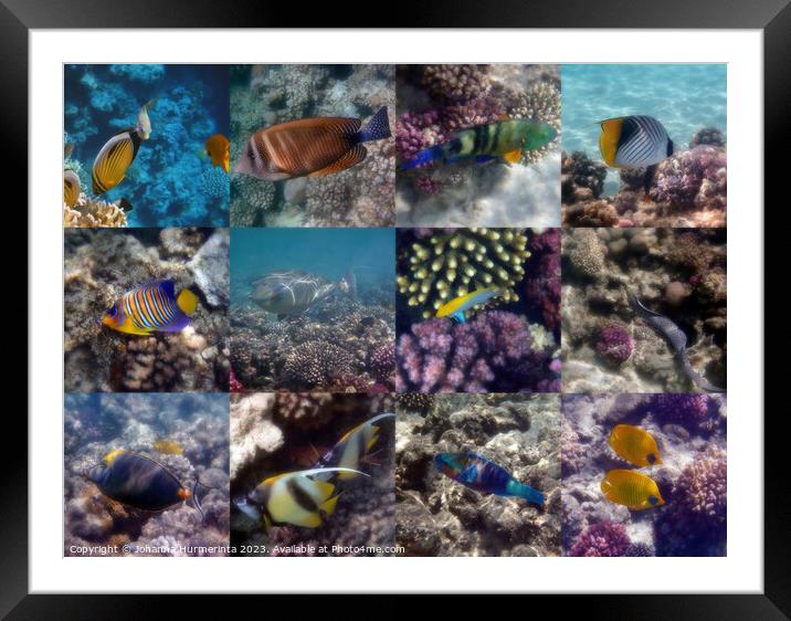 A Fantastic Red Sea Underwater Sealife Collage Framed Mounted Print by Johanna Hurmerinta