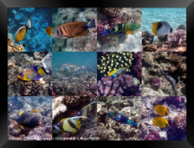 A Fantastic Red Sea Underwater Sealife Collage Framed Print by Johanna Hurmerinta