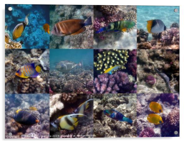 A Fantastic Red Sea Underwater Sealife Collage Acrylic by Johanna Hurmerinta