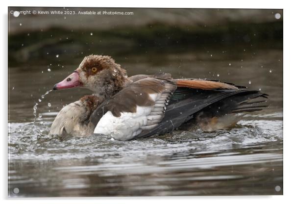Egyptian goose playing with water Acrylic by Kevin White