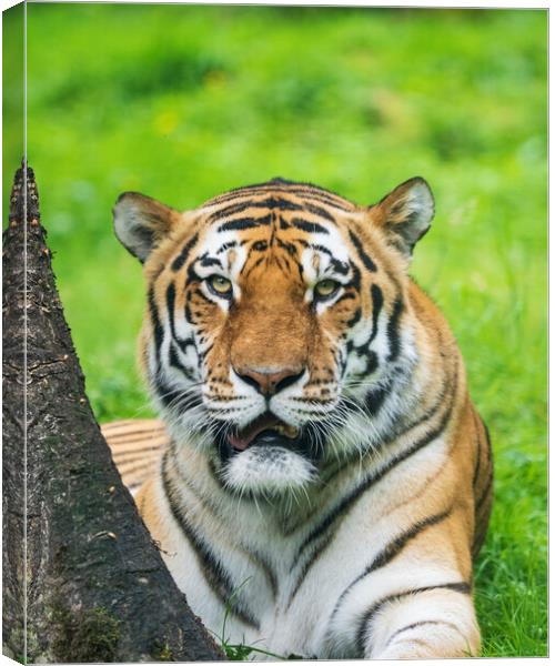 Amur Tiger Canvas Print by Tommy Dickson