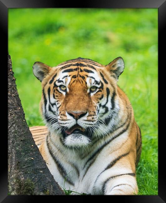Amur Tiger Framed Print by Tommy Dickson