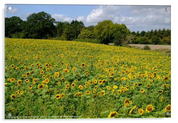 Sunflower Field  Acrylic by Diana Mower