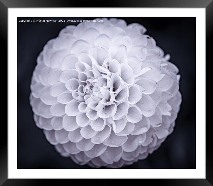 White Dahlia Framed Mounted Print by Martin Newman