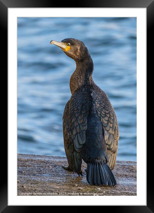 Young Cormorant's Solitude at Burghead Framed Mounted Print by Tom McPherson