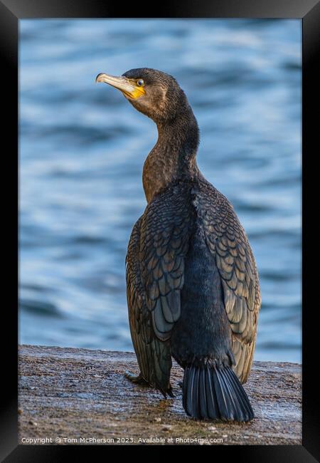 Young Cormorant's Solitude at Burghead Framed Print by Tom McPherson