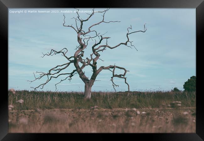 Isolated Tree Framed Print by Martin Newman