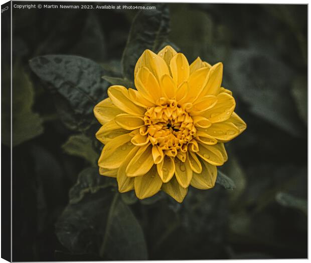 Yellow Flowering Plant Canvas Print by Martin Newman
