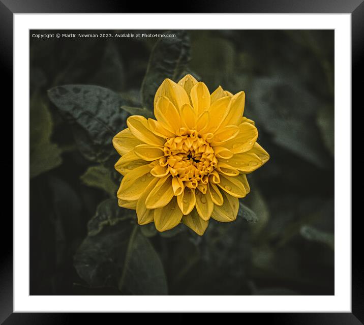 Yellow Flowering Plant Framed Mounted Print by Martin Newman
