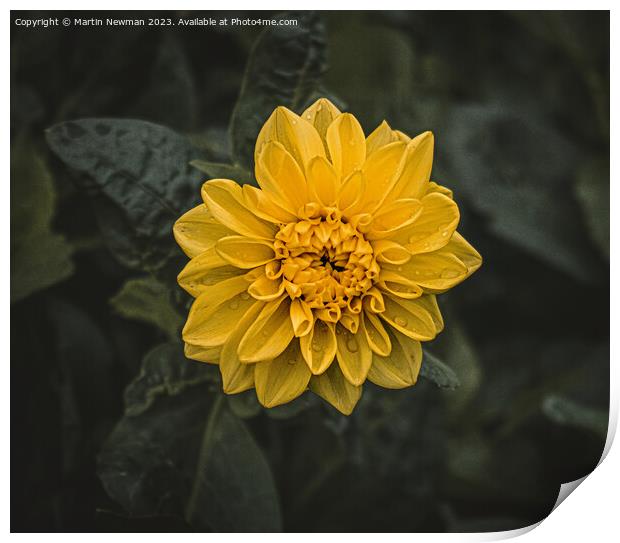 Yellow Flowering Plant Print by Martin Newman