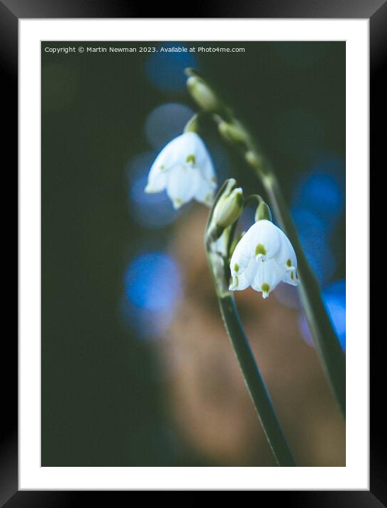 Snowdrop Flower Framed Mounted Print by Martin Newman
