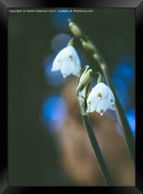 Snowdrop Flower Framed Print by Martin Newman