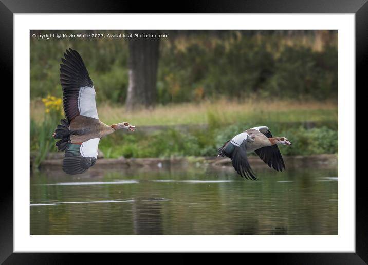 Two Egyptian geese flying across the lake Framed Mounted Print by Kevin White