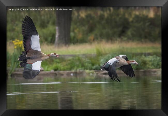 Two Egyptian geese flying across the lake Framed Print by Kevin White