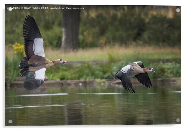 Two Egyptian geese flying across the lake Acrylic by Kevin White
