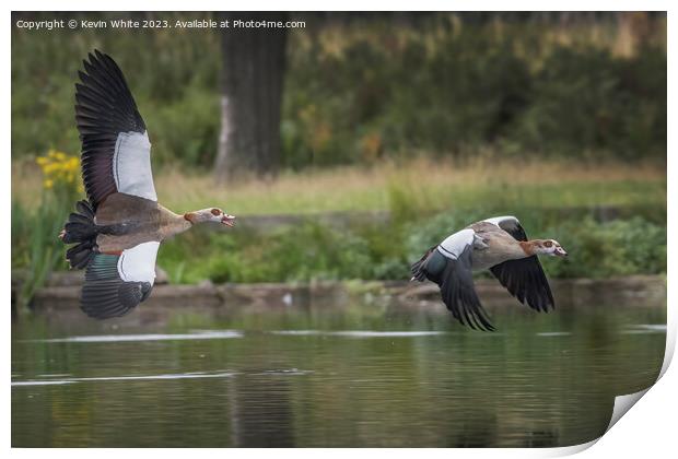 Two Egyptian geese flying across the lake Print by Kevin White