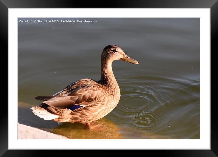 A duck on the pond  Framed Mounted Print by Stan Lihai