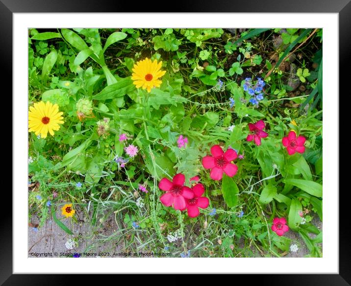 Wild flowers Framed Mounted Print by Stephanie Moore