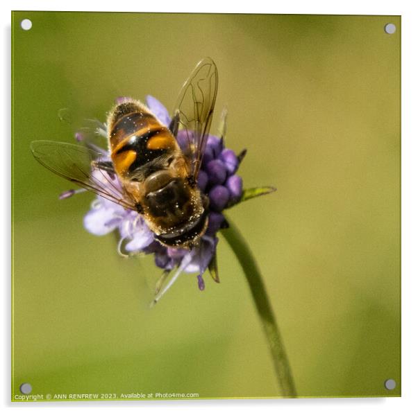 A happy bee. Acrylic by ANN RENFREW