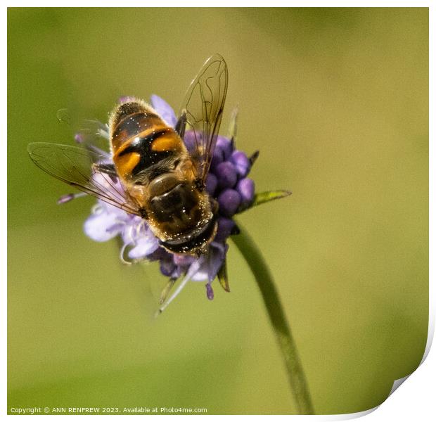 A happy bee. Print by ANN RENFREW