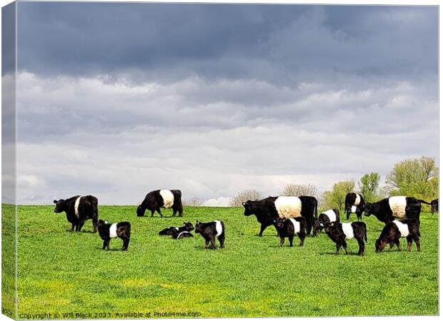 Belted Galloway  Canvas Print by Will Black