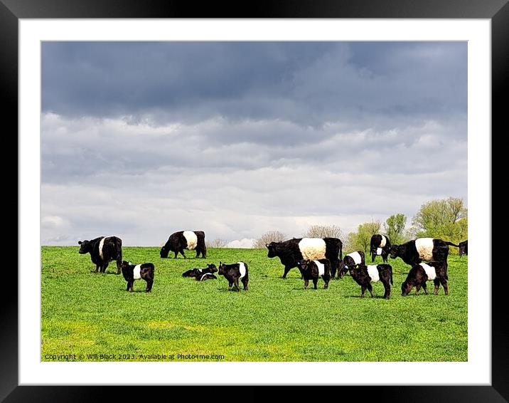 Belted Galloway  Framed Mounted Print by Will Black