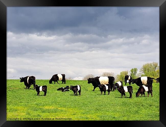 Belted Galloway  Framed Print by Will Black
