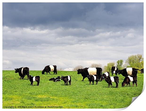 Belted Galloway  Print by Will Black