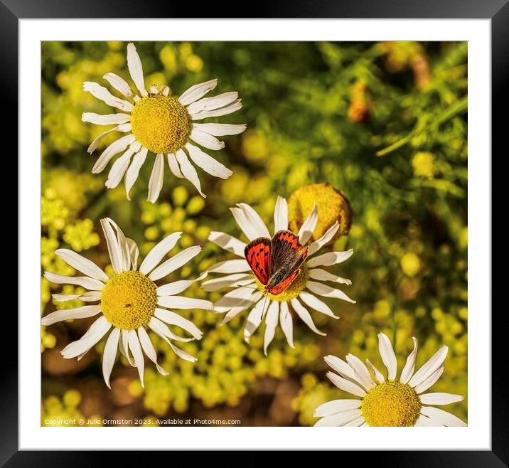 Crazy Daisies & The little Butterfly Framed Mounted Print by Julie Ormiston