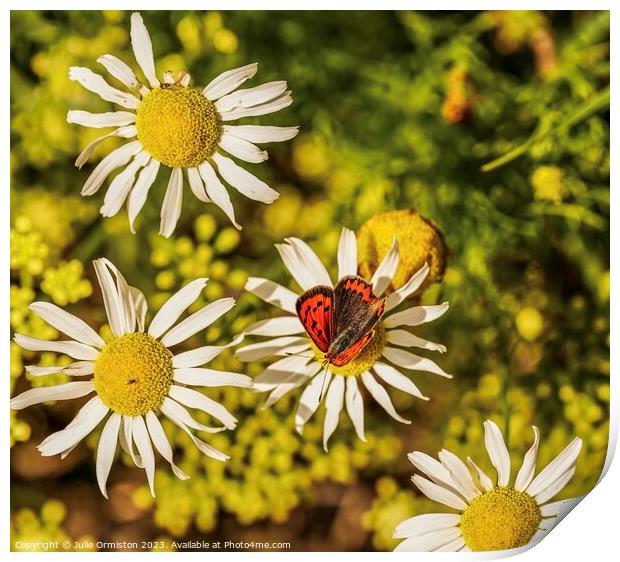 Crazy Daisies & The little Butterfly Print by Julie Ormiston