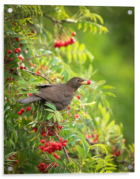 Female Blackbird feeding on wild berries Acrylic by Jonathan Thirkell