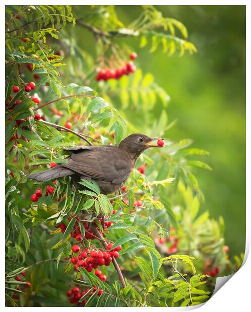Female Blackbird feeding on wild berries Print by Jonathan Thirkell
