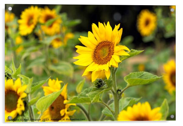 Sunflower Acrylic by Alan Simpson