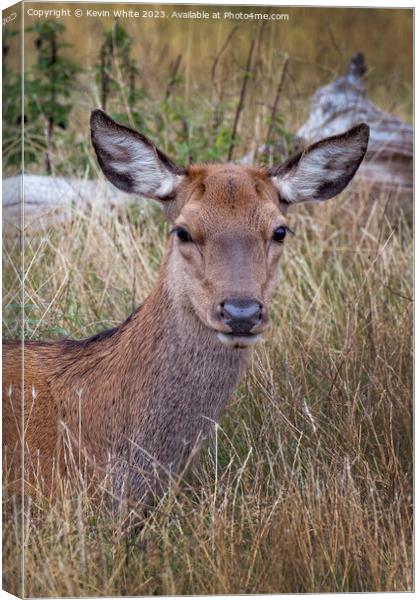 Portrait of a young deer Canvas Print by Kevin White
