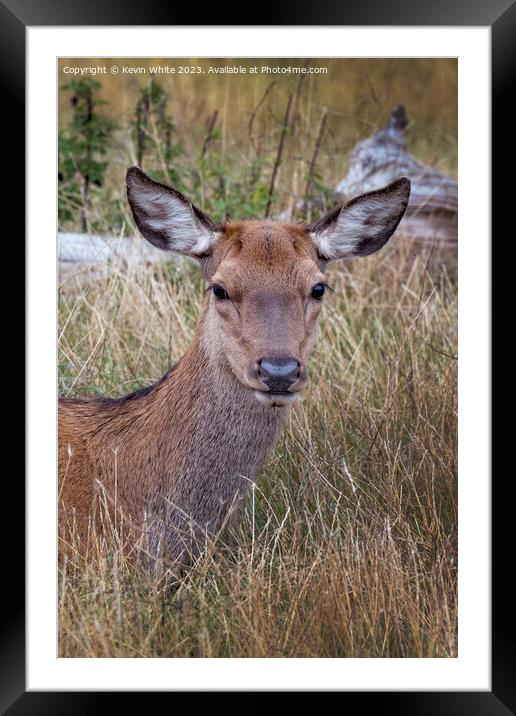 Portrait of a young deer Framed Mounted Print by Kevin White