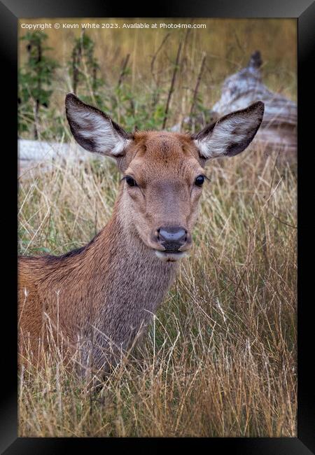 Portrait of a young deer Framed Print by Kevin White