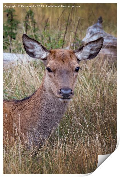 Portrait of a young deer Print by Kevin White