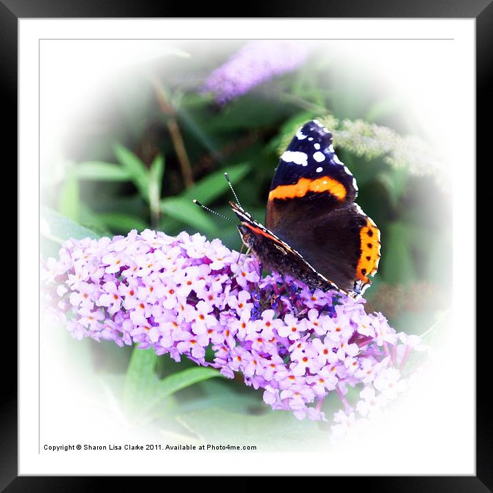 Butterfly Framed Mounted Print by Sharon Lisa Clarke
