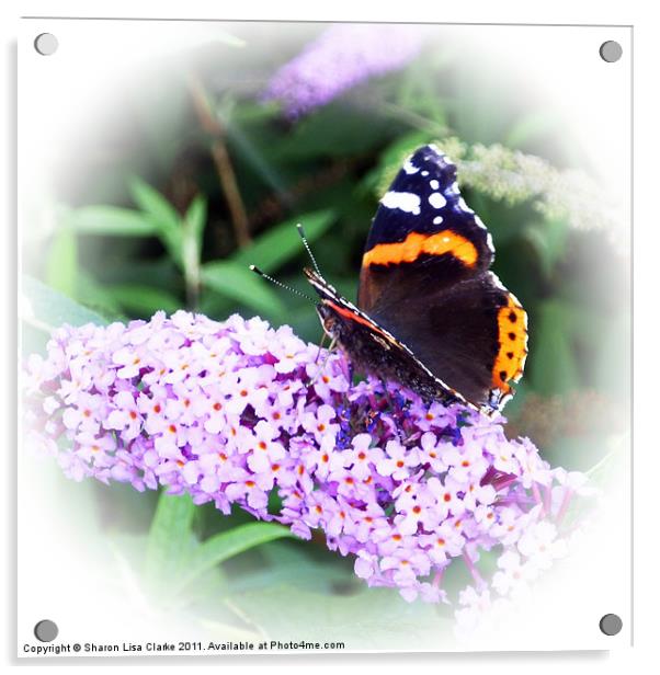 Butterfly Acrylic by Sharon Lisa Clarke