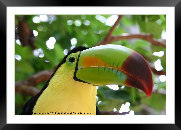 toucan Framed Mounted Print by allan somerville