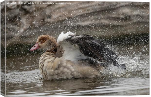 Egyptian goose having a splashing time Canvas Print by Kevin White