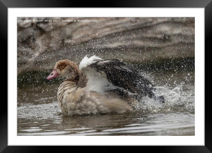 Egyptian goose having a splashing time Framed Mounted Print by Kevin White