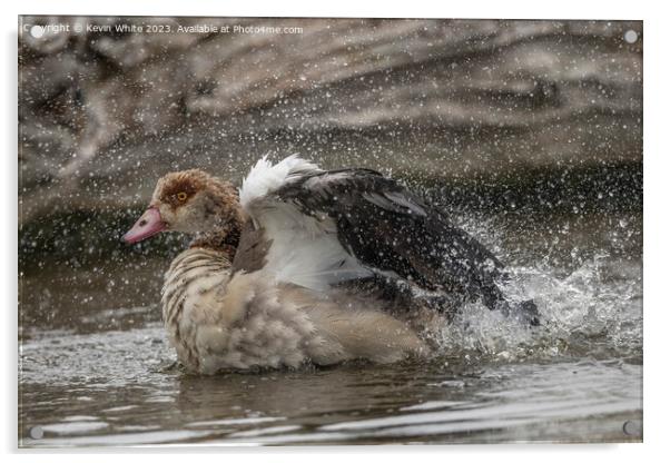 Egyptian goose having a splashing time Acrylic by Kevin White