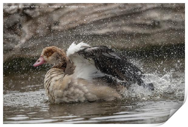 Egyptian goose having a splashing time Print by Kevin White
