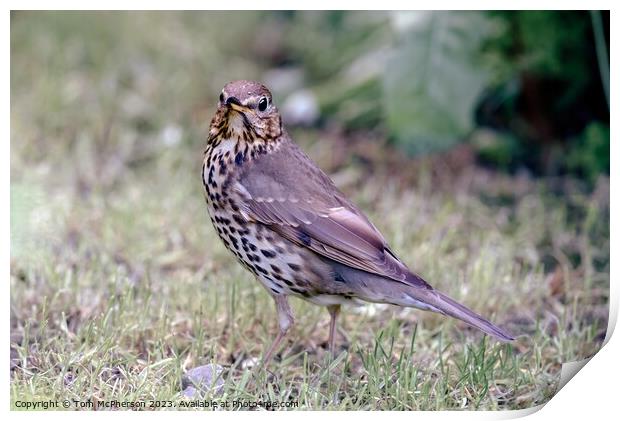 Winter's Songbird, the Mistle Thrush Print by Tom McPherson