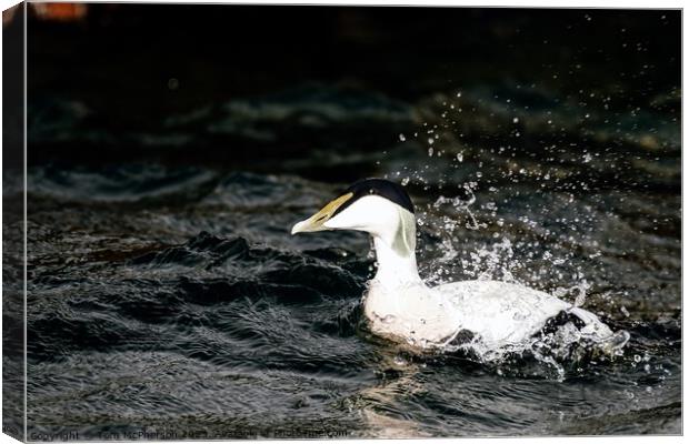 'Iconic Male Eider: UK's Robust Duck' Canvas Print by Tom McPherson