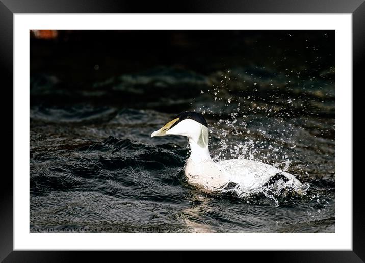 'Iconic Male Eider: UK's Robust Duck' Framed Mounted Print by Tom McPherson